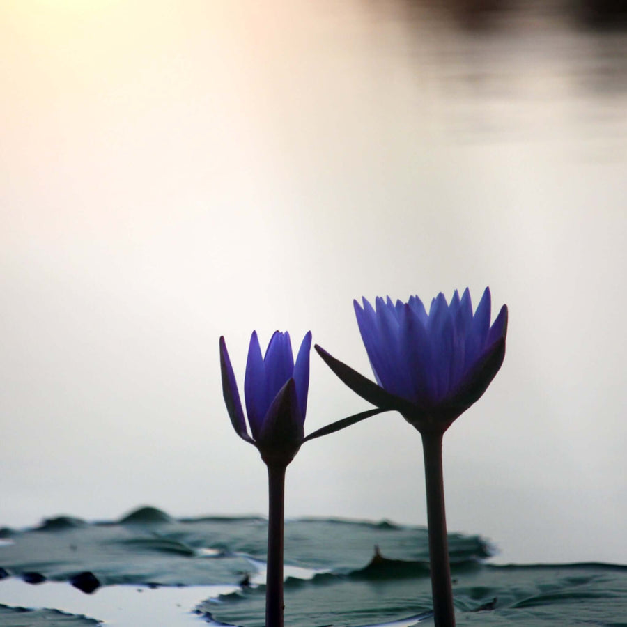Blue Lotus flowers on a lake at dusk, half closed at the end of the day