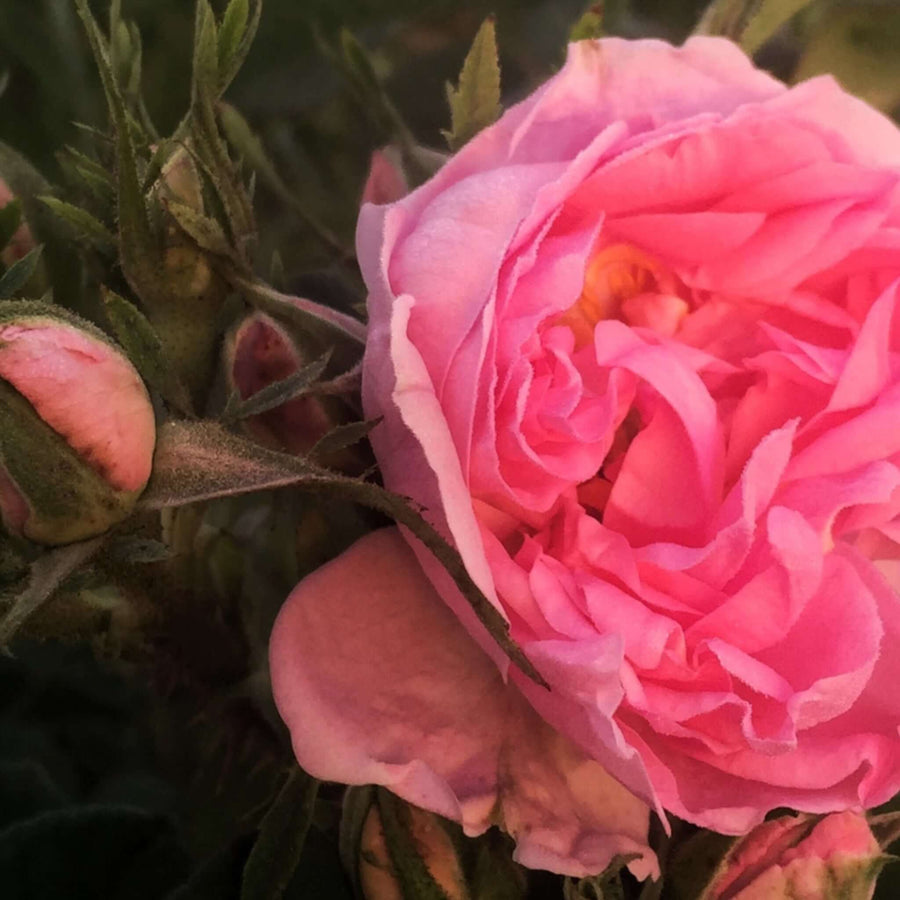 A close up of a gulab (rose otto) flower taken in Hathras, India, in a gulab field at dawn